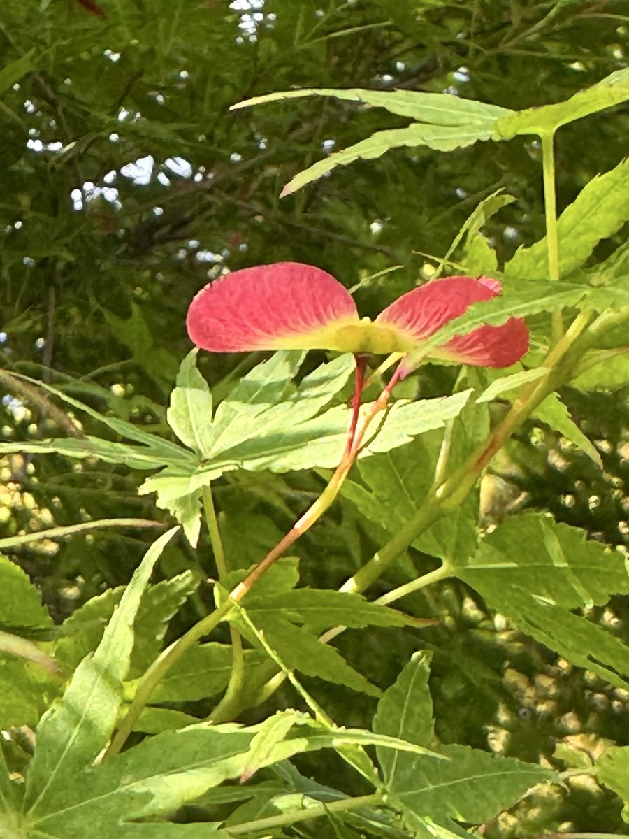 210nin's tweet photo. なんかへんな花？なのかなこれ https://t.co/76kO2n8H9X