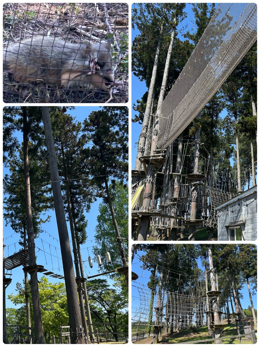 rabbikyu's tweet photo. 今日は矢板の58ロハスへ遊びに行って来ました。娘ちゃんが「空中アスレチック」を遊びたい！！と熱烈だったので体験させてみましたが、とても楽しく遊べたので良かったです☆ランチはレストランで新鮮なサラダバーのあるビュッフェを頂きました、美味しかったです(^^)

#矢板 #58ロハス #栃木県 https://t.co/Pni5Q68X5e