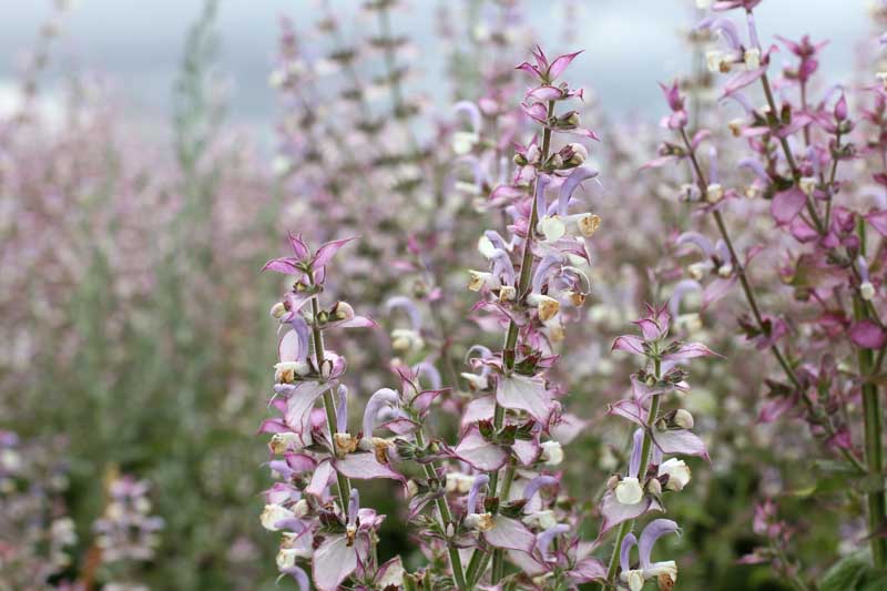 Scorpionnella7's tweet image. 🪻💜  La sauge sclarée en parfumerie  ✨⚜️  voici voici  ⬇️

jardinsdefrance.org/limposante-sau…

bonparfumeur.com/fr/blogs/journ…

aemium.com/post/mati%C3%A…

grok.com/share/bGVnYWN5…

#garden #lovenature #saugesclaree