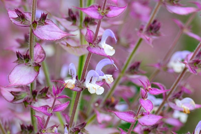 Scorpionnella7's tweet image. 🪻💜  La sauge sclarée en parfumerie  ✨⚜️  voici voici  ⬇️

jardinsdefrance.org/limposante-sau…

bonparfumeur.com/fr/blogs/journ…

aemium.com/post/mati%C3%A…

grok.com/share/bGVnYWN5…

#garden #lovenature #saugesclaree