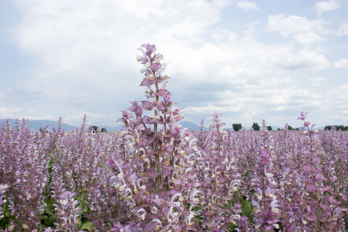 Scorpionnella7's tweet image. 🪻💜  La sauge sclarée en parfumerie  ✨⚜️  voici voici  ⬇️

jardinsdefrance.org/limposante-sau…

bonparfumeur.com/fr/blogs/journ…

aemium.com/post/mati%C3%A…

grok.com/share/bGVnYWN5…

#garden #lovenature #saugesclaree