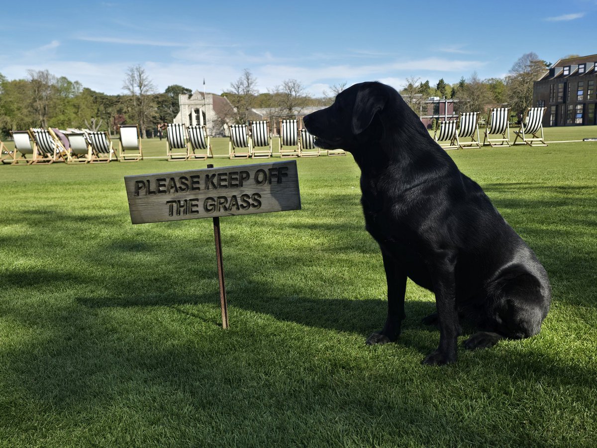 ColinScoles's tweet photo. @mo_rescue Mo you are so on it, late indeed!
P.S. What grass? https://t.co/9XKzTRoGMm