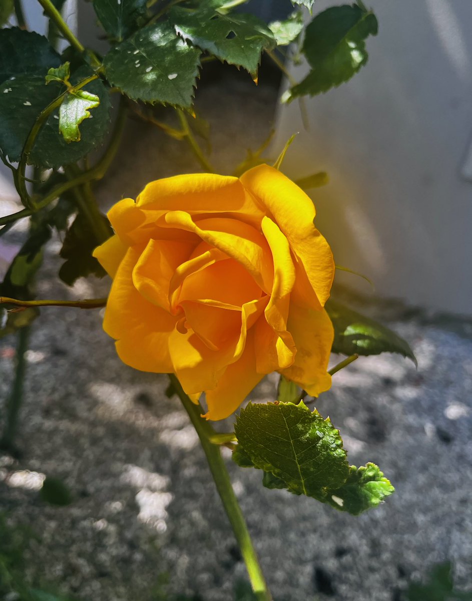 Cr35c3nt31una's tweet photo. Svegliasi tardi con il profumo del caffè, il canto delle rondini certi pensieri che….sono il giardino più bello☀️🌹🥰#buongiornoATutti #GoodMorning #SpringMood2026 #blondenextdoor https://t.co/puRlYCuaiW