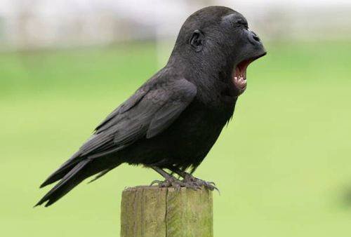 Crows tweet media