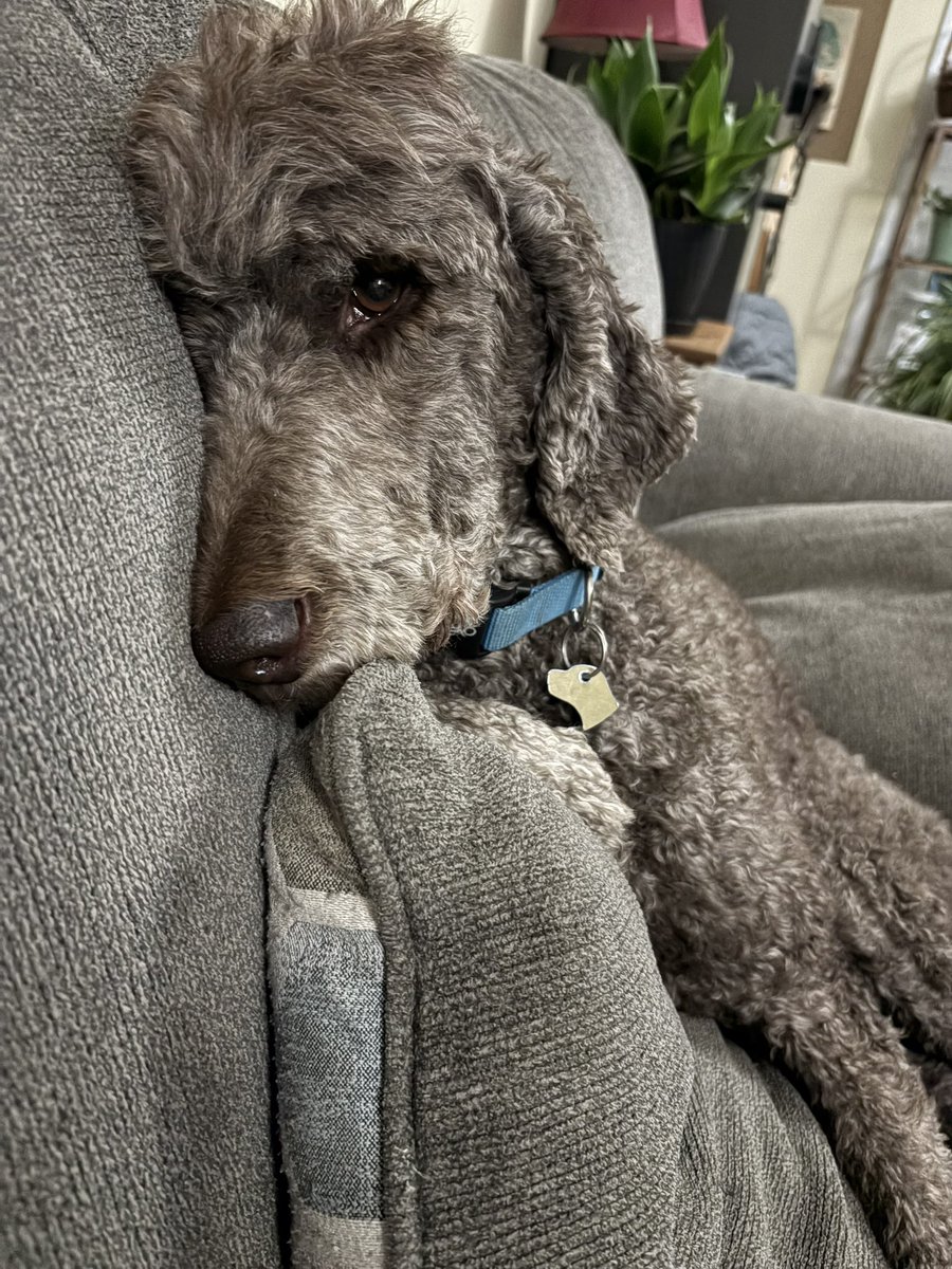 Cassie Cynical🐩 tweet media