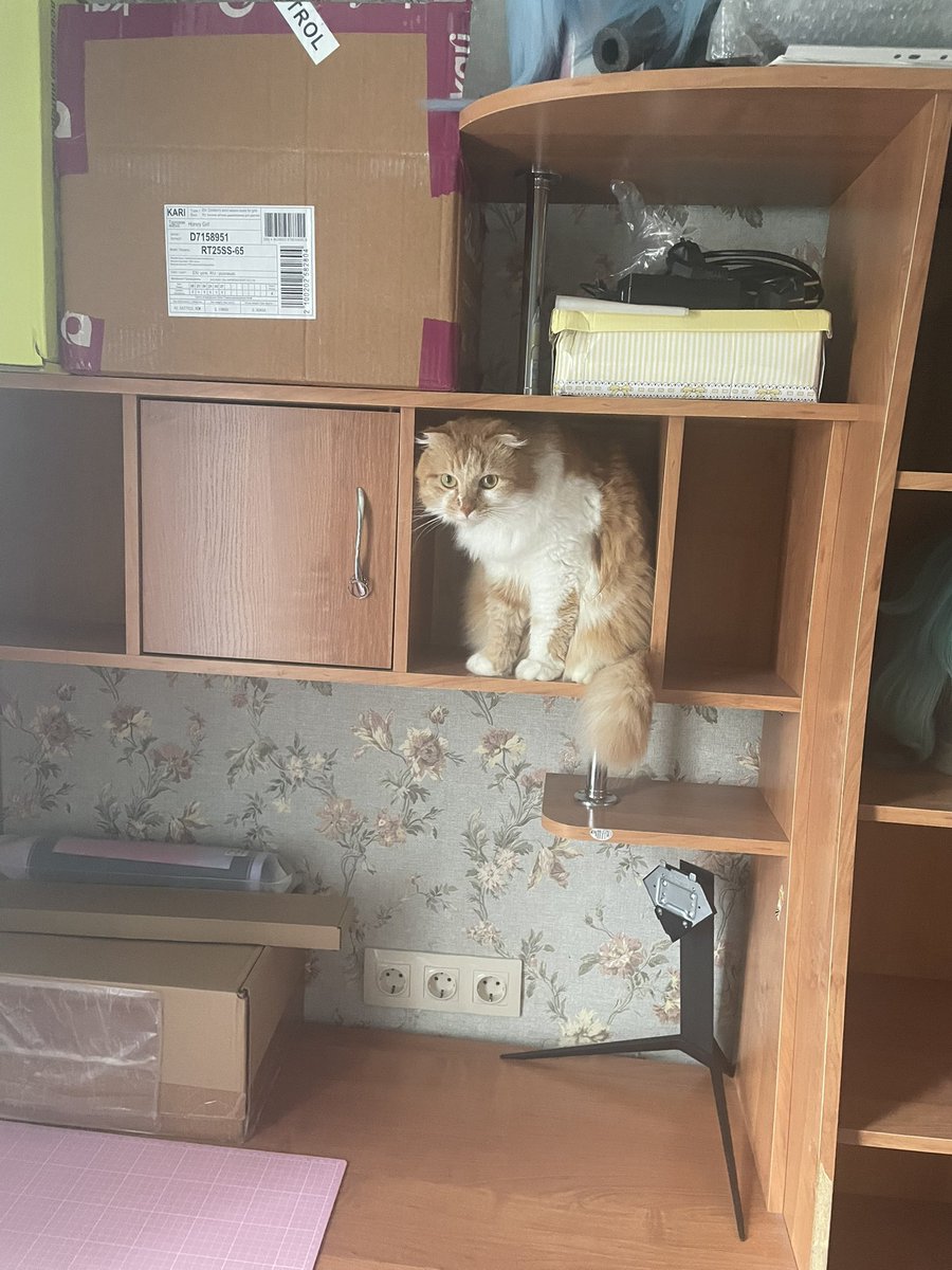_dead_johnny_'s tweet photo. Друзья
Я два (???) года вам не показывала тут Персика (если вы его видели где-то еще это не считается)
Так что срочно несу его фотки на новом месте проживания (мы с ним переехали) https://t.co/Mgm0KkzbFP