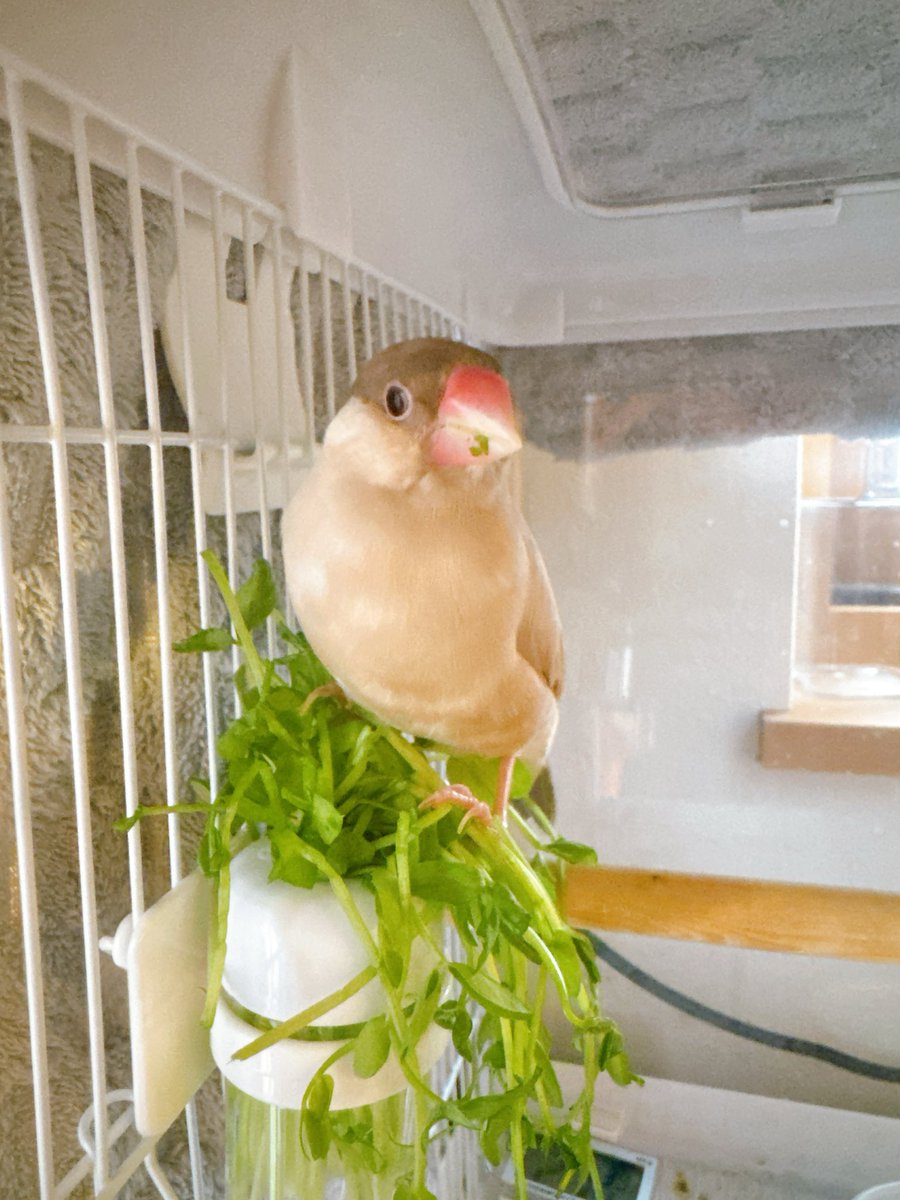 mikapiano_'s tweet image. 🌱豆苗好きのキナコさんに
こちらを🛒ポチッ

お口に付いてますよー🌱🤭

今、amazonで2個セット
39％引きに❣️（18:00現在）

#ad

amzn.to/4cLDsi7