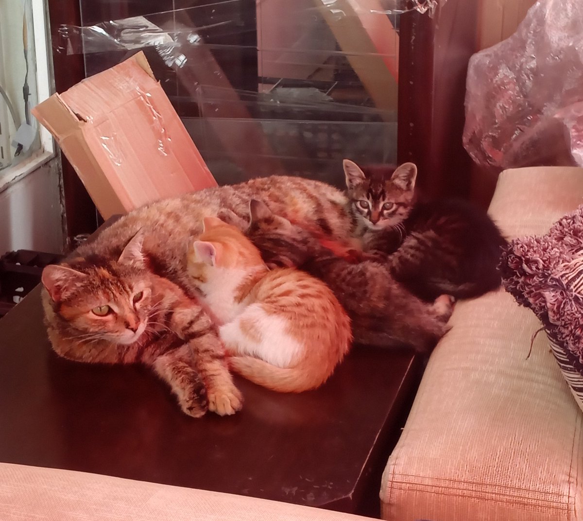 irisdesuka's tweet photo. Bundanınız olmasın mı 😭😭 çok güzeller hem de bedavalar https://t.co/jcSzOOLnZc
