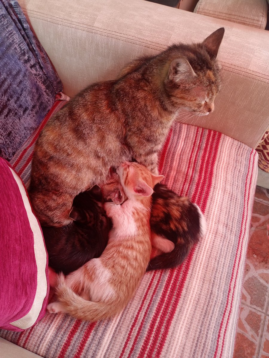 irisdesuka's tweet photo. Bundanınız olmasın mı 😭😭 çok güzeller hem de bedavalar https://t.co/jcSzOOLnZc