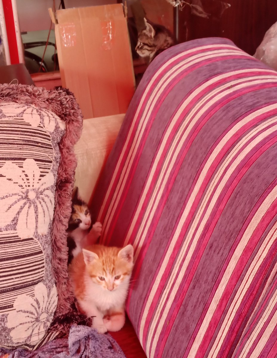 irisdesuka's tweet photo. Bundanınız olmasın mı 😭😭 çok güzeller hem de bedavalar https://t.co/jcSzOOLnZc