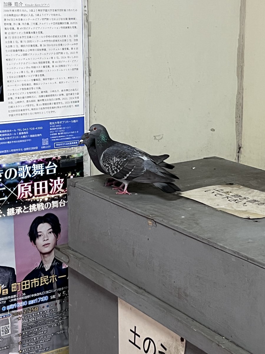 ワタリカヅフミ tweet media