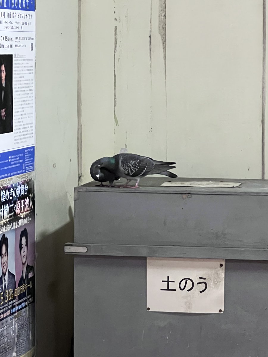 ワタリカヅフミ tweet media