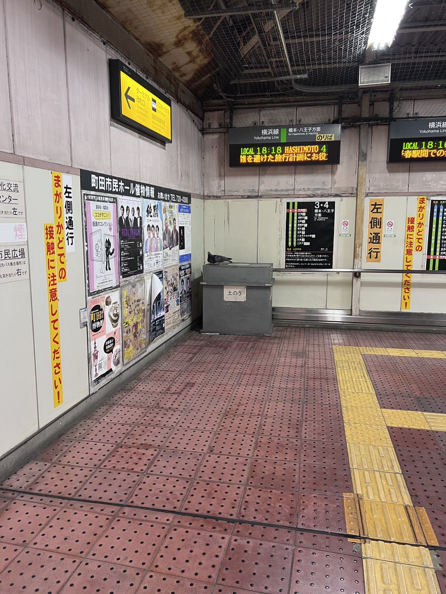 ワタリカヅフミ tweet media