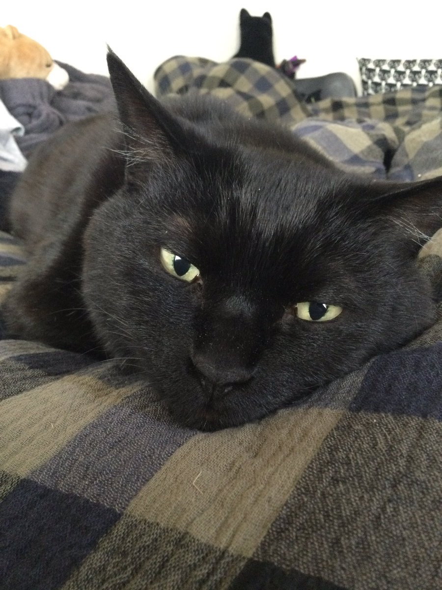 黒猫はじめました。 tweet media
