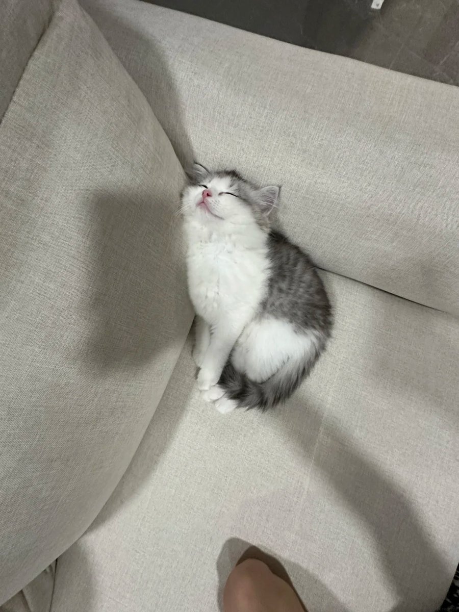 cutest cats tweet media