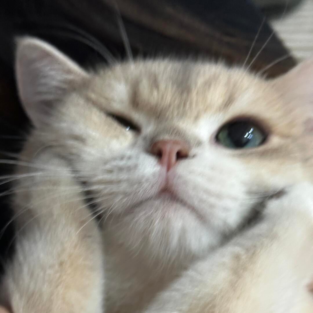 cutestscats's tweet photo. One eye wink 😉🐾 https://t.co/VUgSxxWAn1