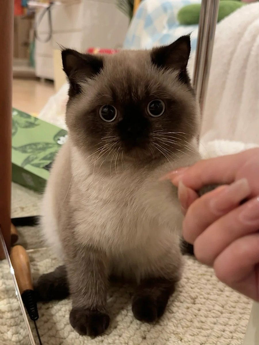 cutestscats's tweet photo. Professional beggar activated 🥺✨ https://t.co/i32CnekTwK