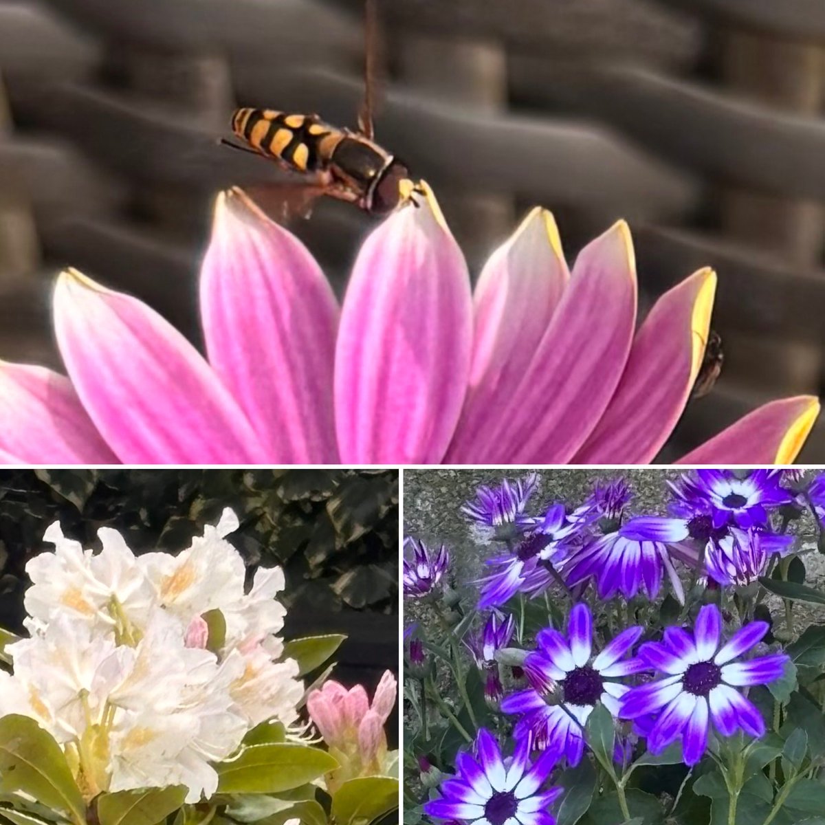 anniean73967235's tweet image. Spot the #Bee 🐝