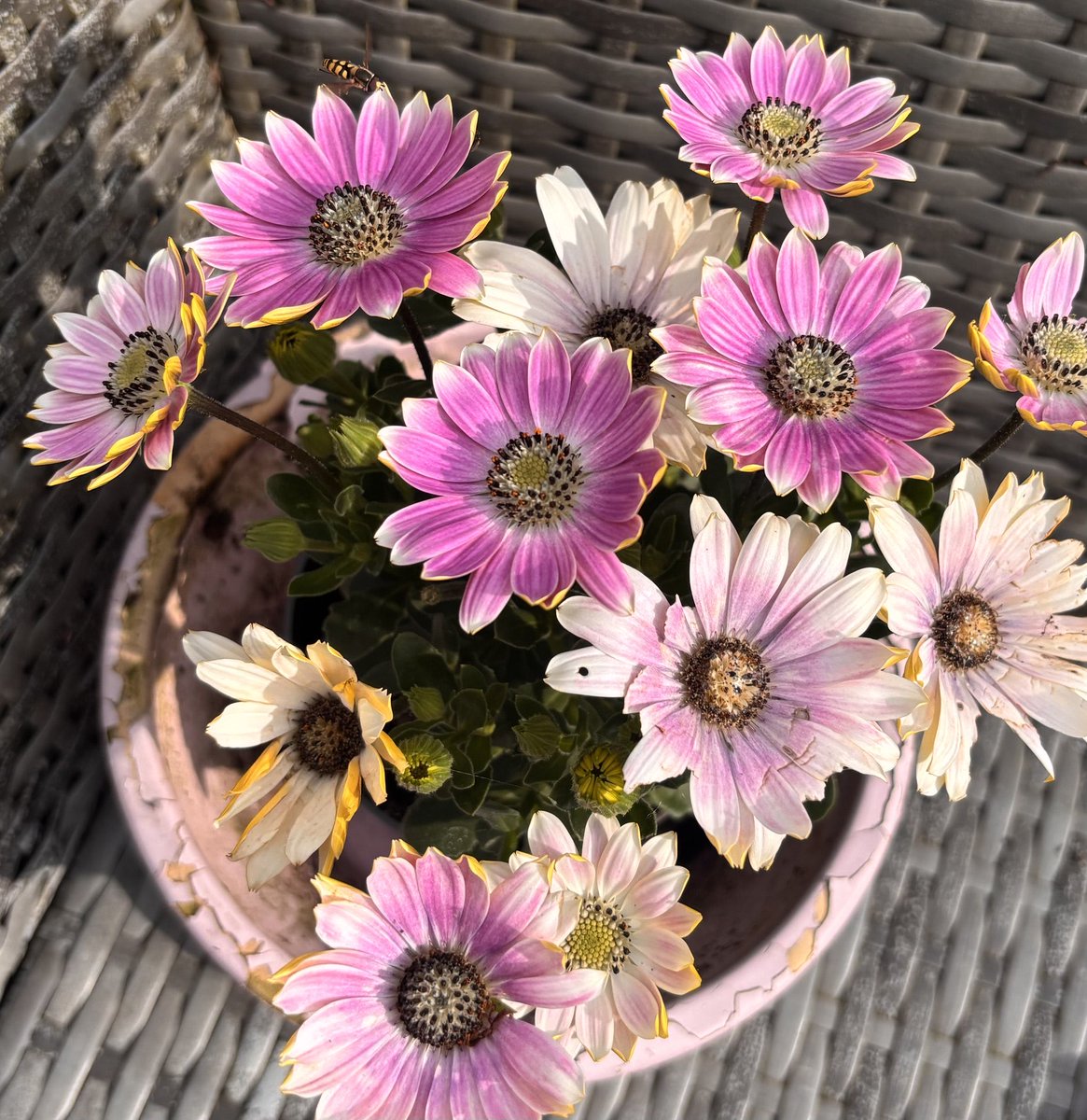 anniean73967235's tweet image. Spot the #Bee 🐝