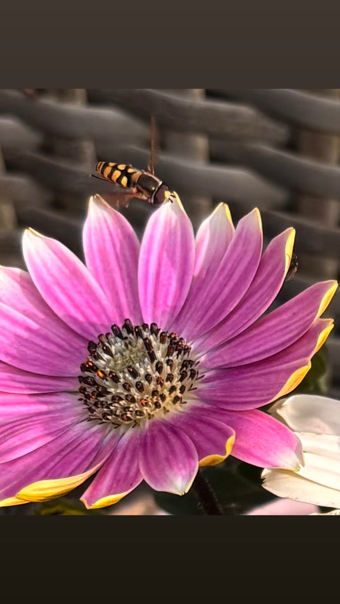 anniean73967235's tweet image. Spot the #Bee 🐝