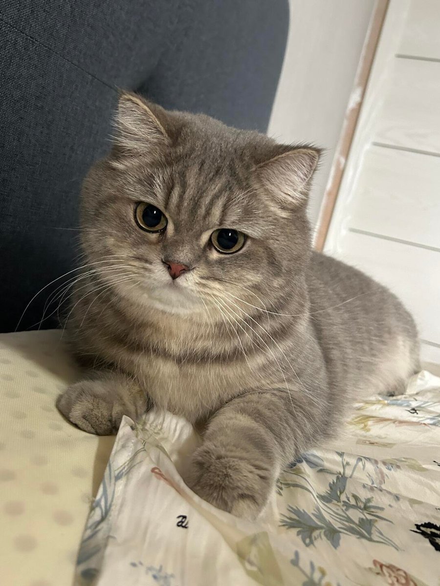 cutestscats's tweet photo. Supreme loaf mode activated 😼 https://t.co/aR4KeksvtZ