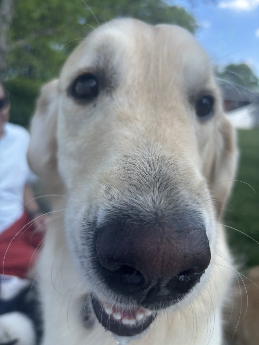 Goosedogs4Sale tweet media