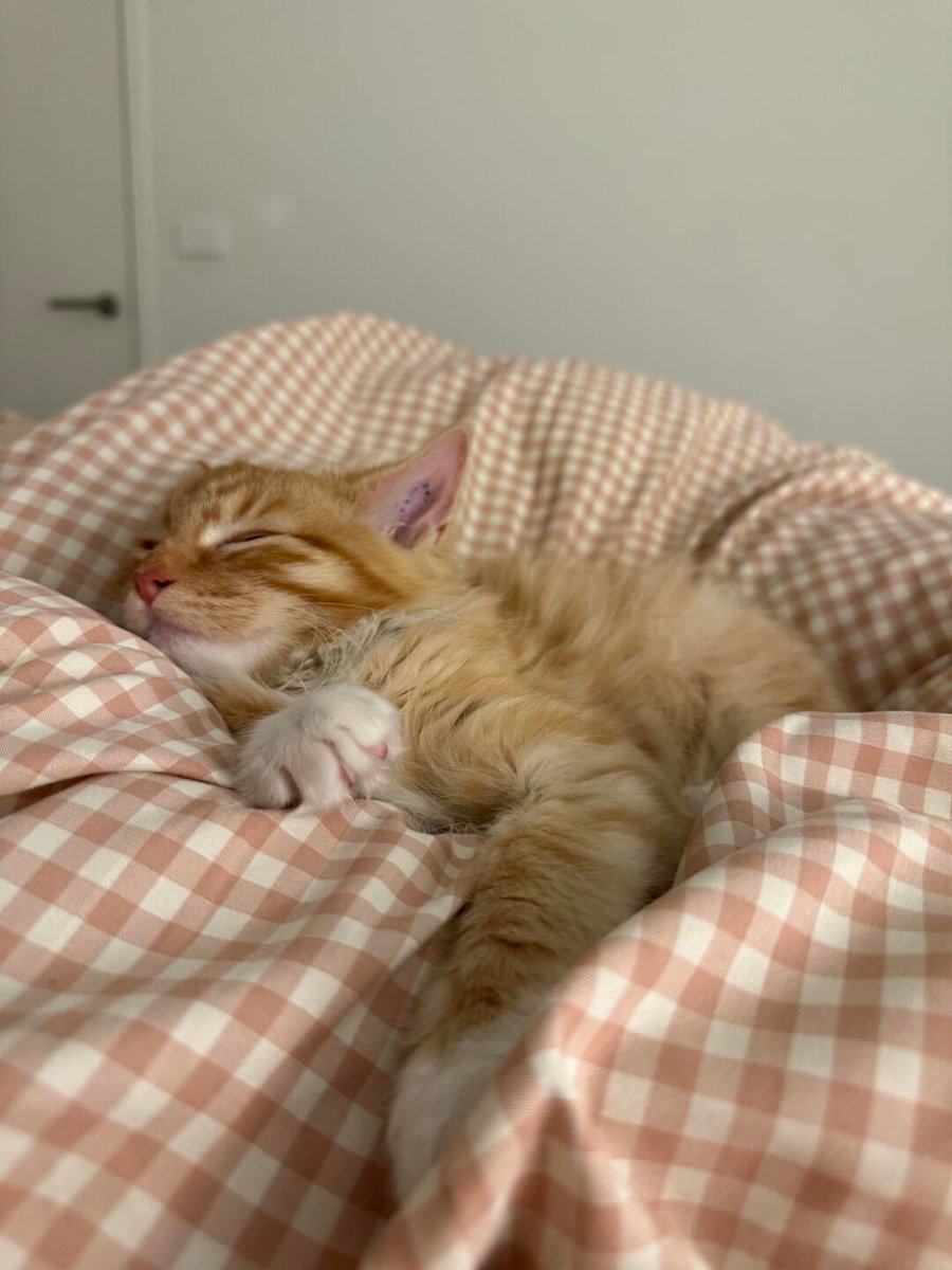 cutestscats's tweet photo. https://t.co/ORxvZyr1a3