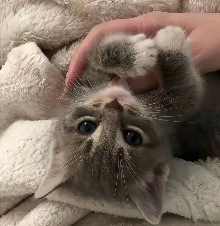 cutest cats tweet media
