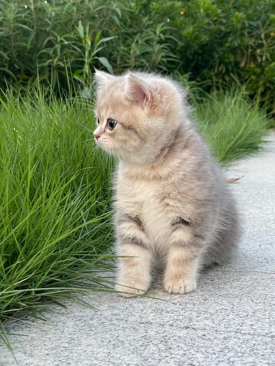 cutest cats tweet media