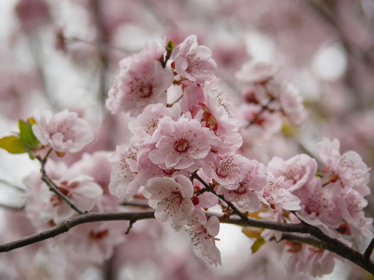 Peach blossom🥰🥰🥰