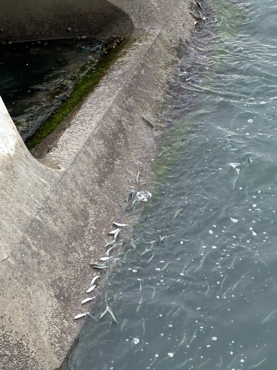 yanboo2011's tweet photo. イワシがたくさん
追われているけど、追っている魚は確認できず https://t.co/8mMOhyq6JW