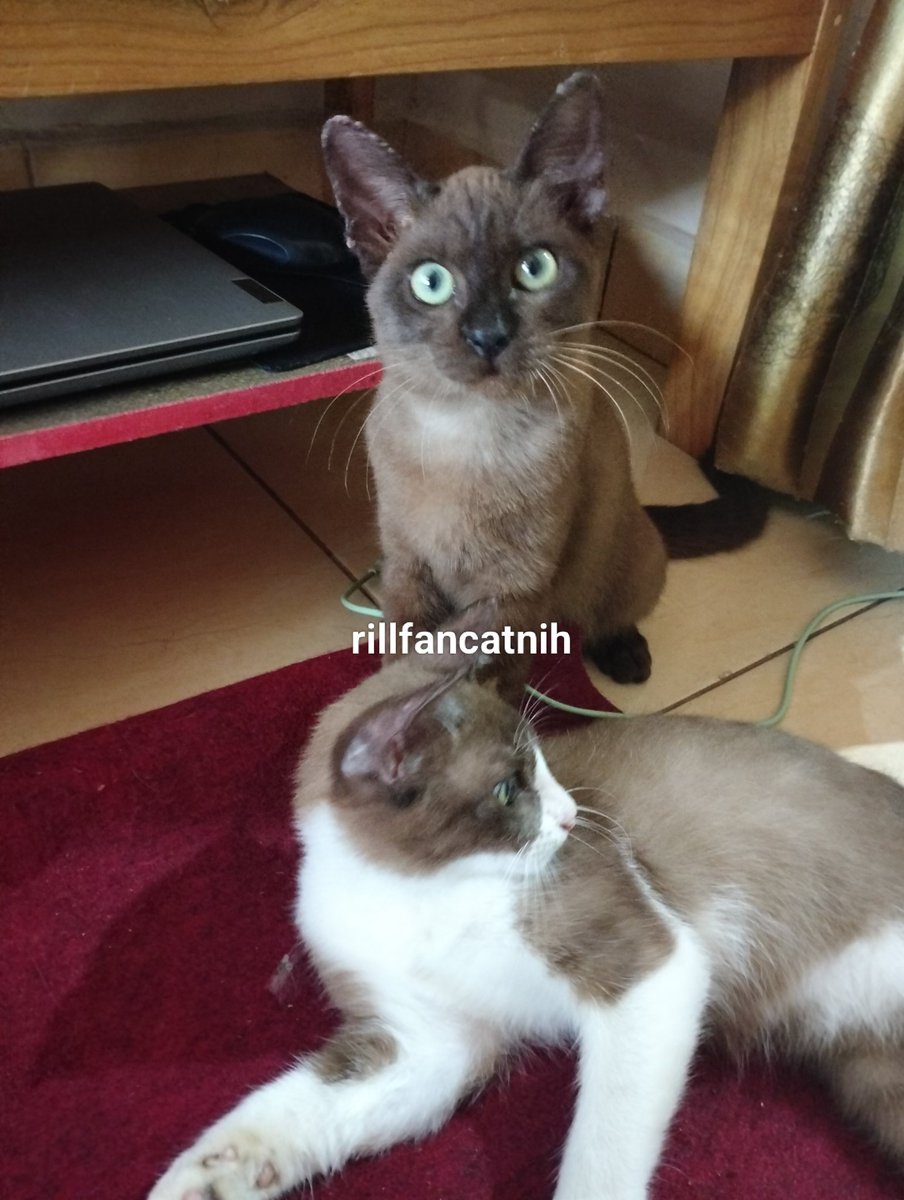 fancatnih tweet media