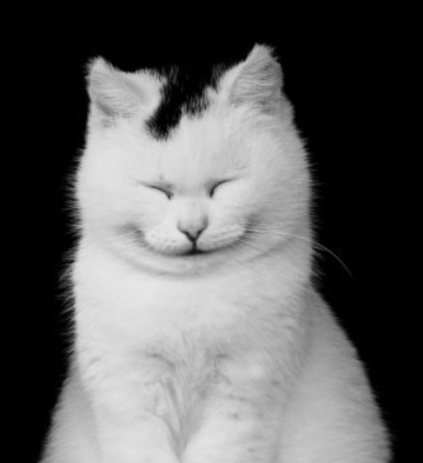 SukursalRock's tweet photo. How it feels when someone compliments your favorite rock, rock and roll, AOR, hard rock, power metal, heavy metal or thrash metal band t-shirt. That moment... #Caturday #RockIsFun #RockON https://t.co/wbcaA7OX7h