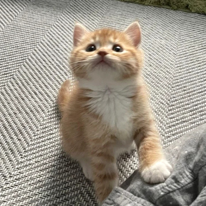 cutest cats tweet media