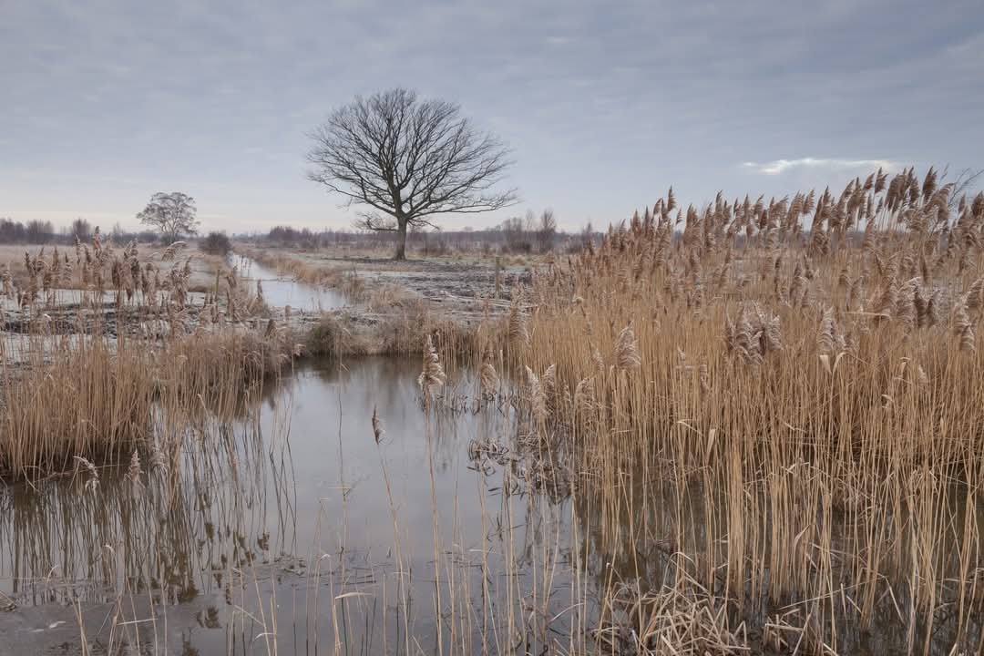 RambleAndPint's tweet photo. The ancient, mysterious and ethereal Wicken Fen.

Local folklore says a fenland spirit known as The Lantern Man wanders these mist covered lands, appearing as a drifting light.

It's easy to see how places like this have inspired folk tales for millennia. 

🏴󠁧󠁢󠁥󠁮󠁧󠁿 https://t.co/Ch4TmnE8nX