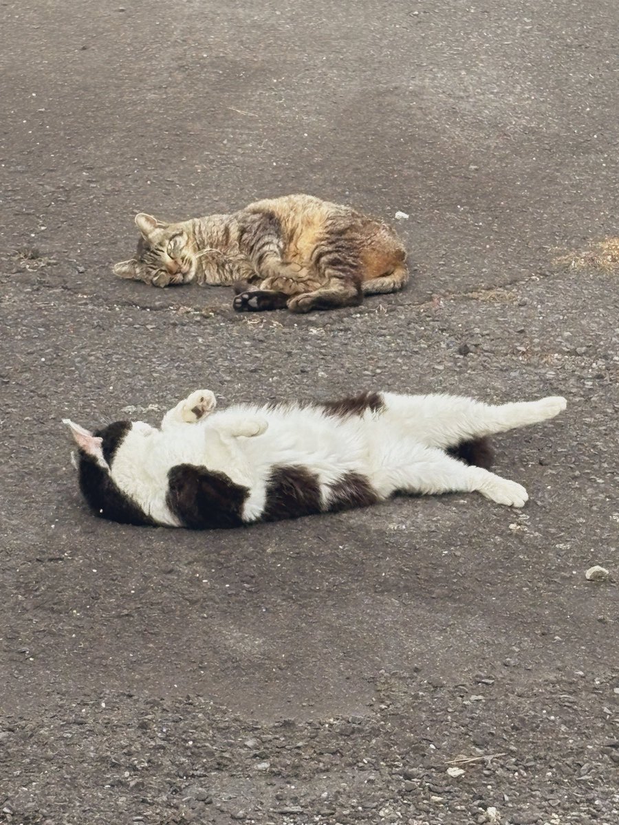 ねこが落ちている季節がやってきました