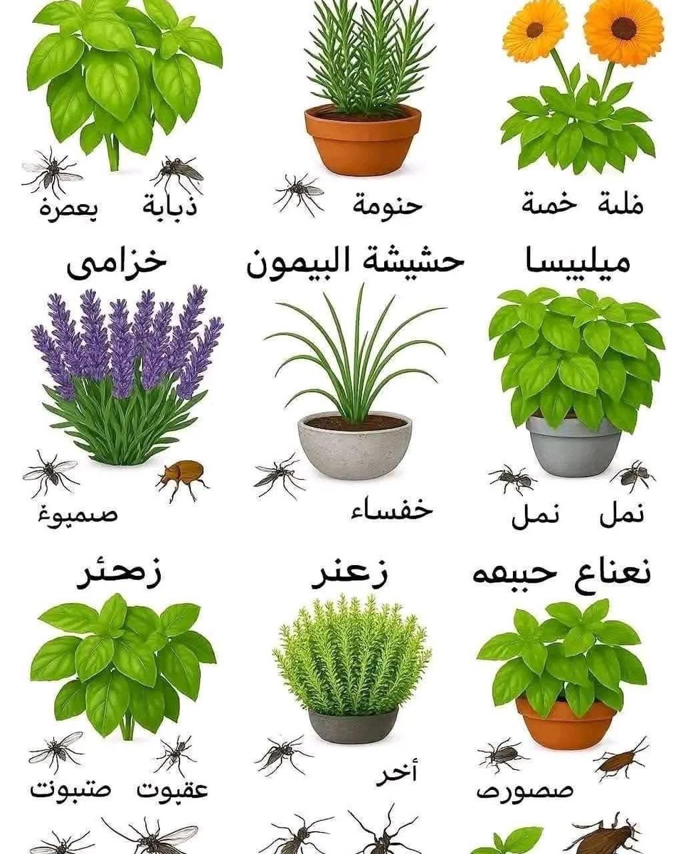 Rashid_Almethen tweet media