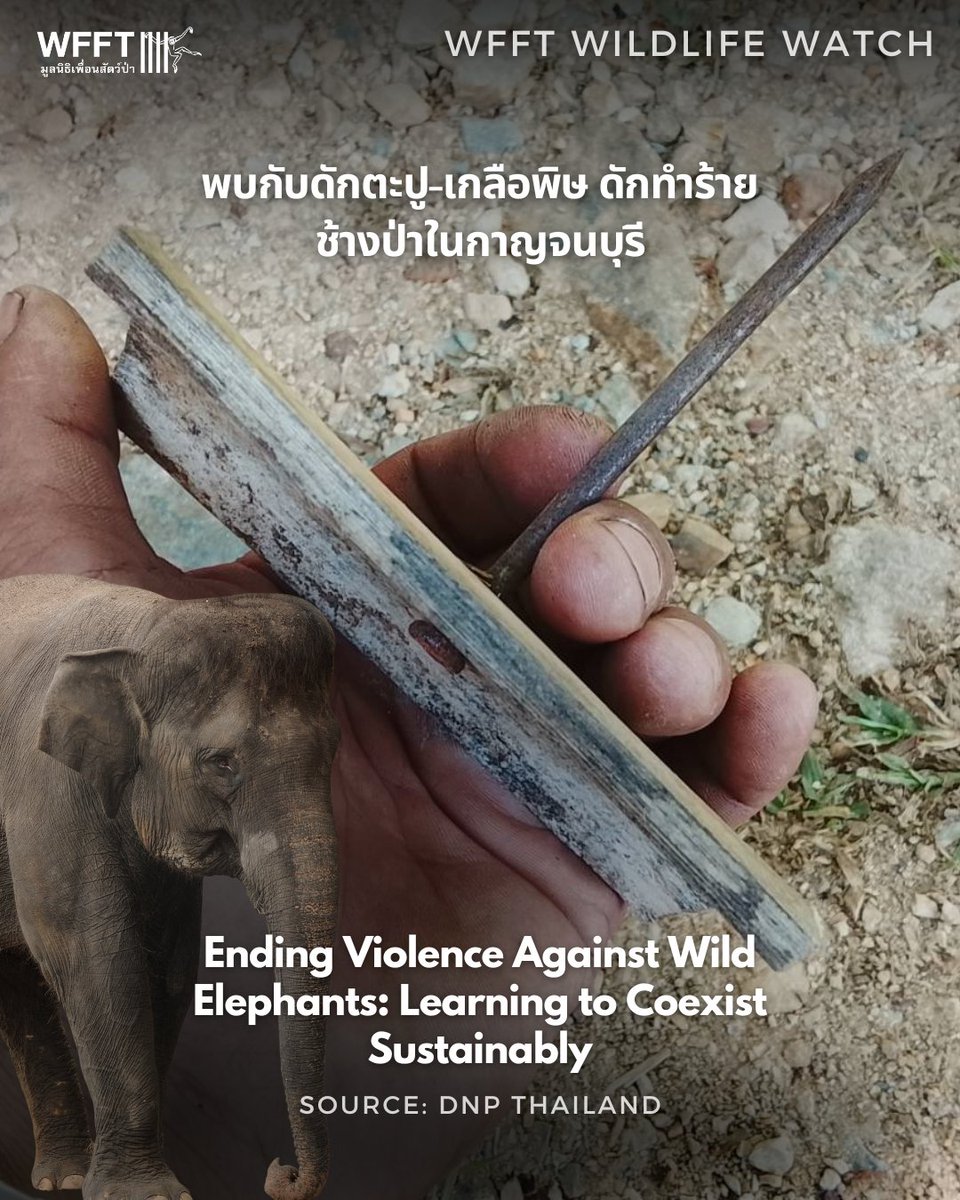 Wildlife Friends Foundation Thailand tweet media