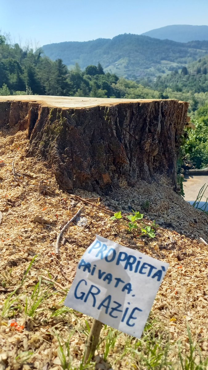 Roberta0R's tweet photo. 🌳 https://t.co/xigL8Zg7Zu