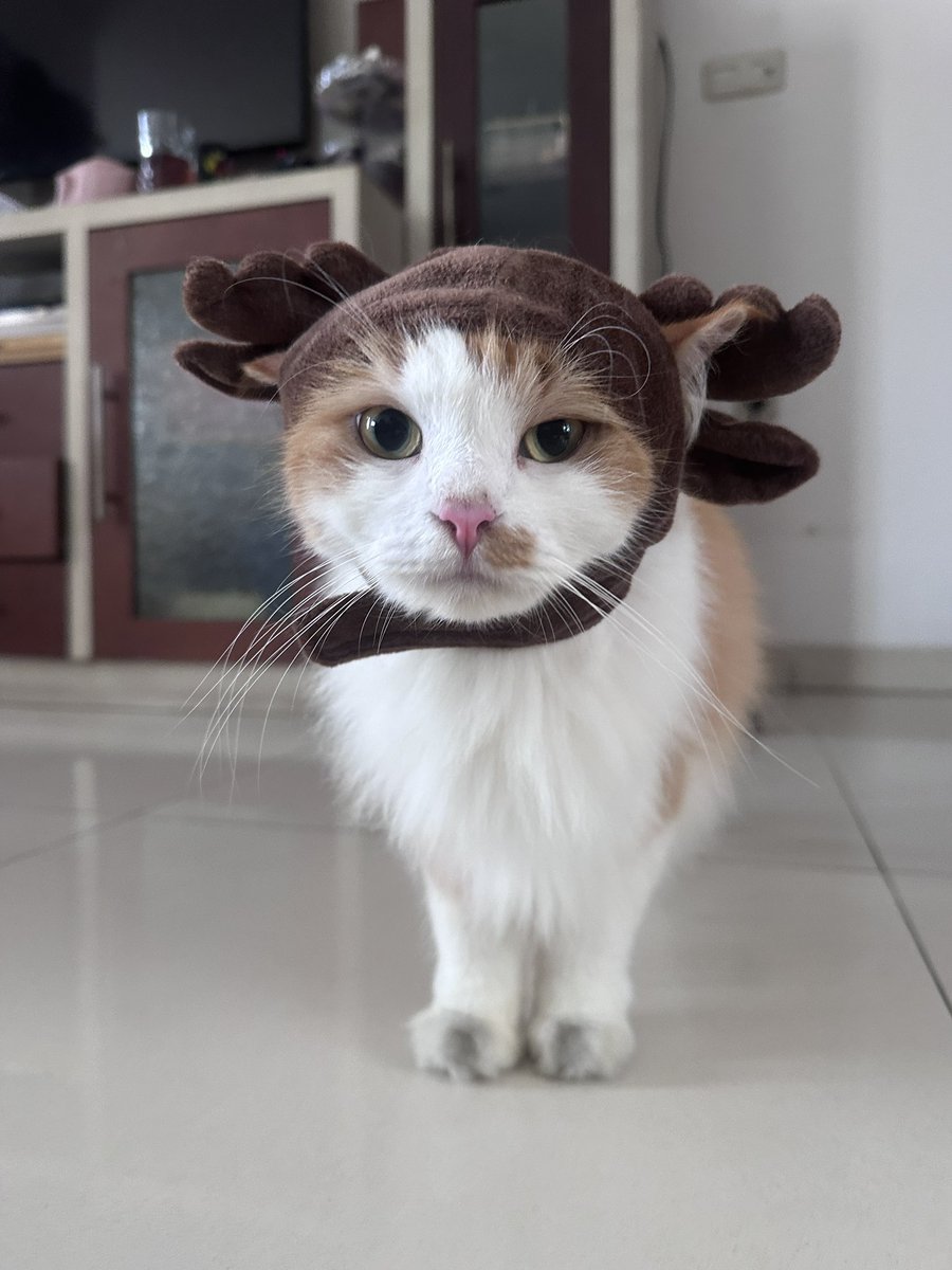 halo aku kucing tweet media