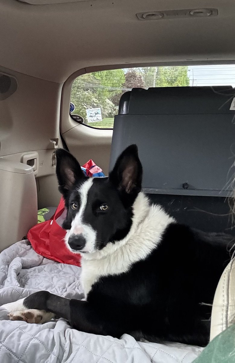 Goosedogs4Sale tweet media
