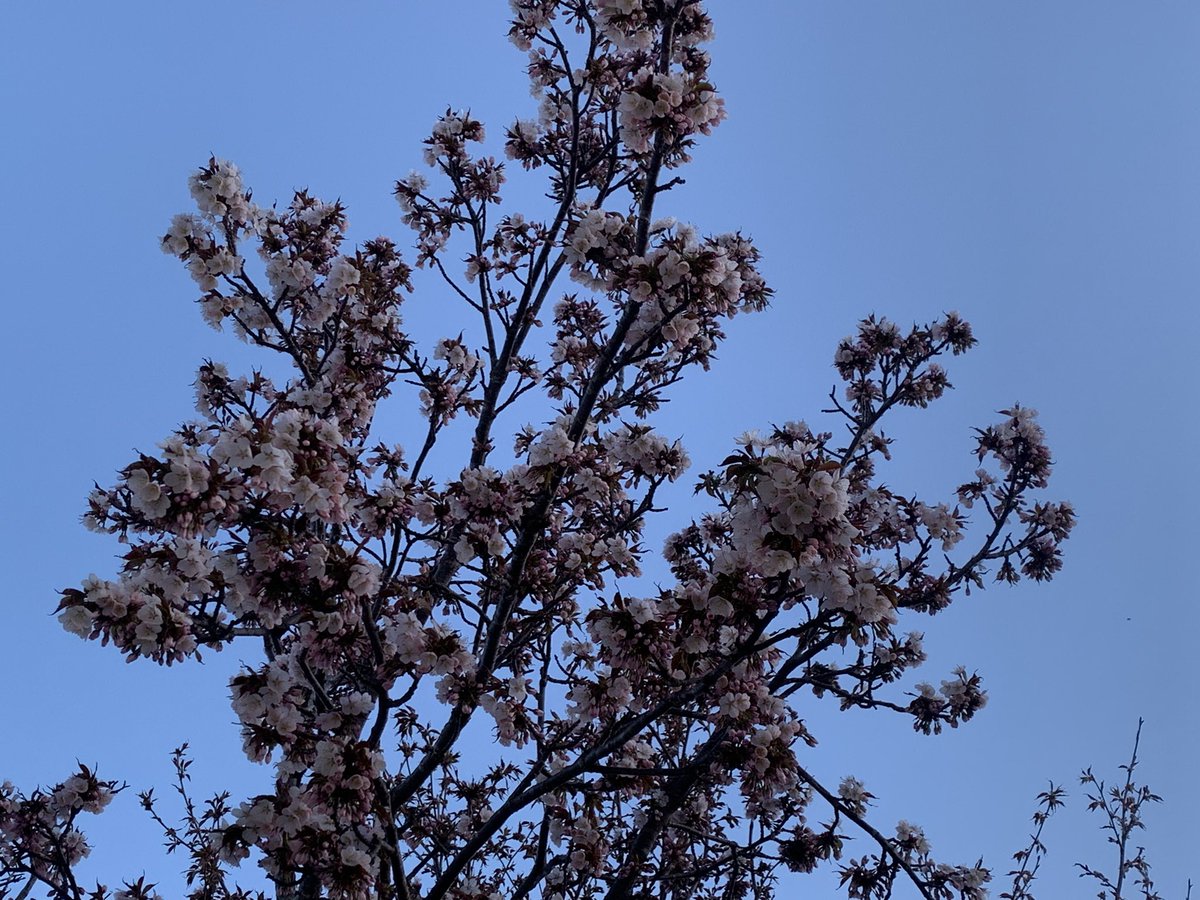 Usagiya_81's tweet photo. 家に着いた
地元では、ようやく桜が咲き始めた☺️ https://t.co/lrbkcV1WqK