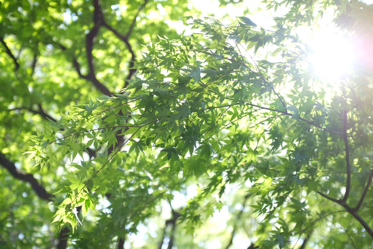 yank_free's tweet photo. 【中古カメラ物販も、外の刺激が必要📸】

今日は2年以上ぶりに、アウトドア仲間のいーぬいさん（@iinui88）と再会🙌

新緑の公園を散策しながら、幻のコーヒー「コピ・ルアク」を屋外でハンドドリップしていただきました☕️

豆から挽いて、丁寧に淹れてくださり、時間そのものが最高の休憩でした✨ https://t.co/rpbMEJvR4O