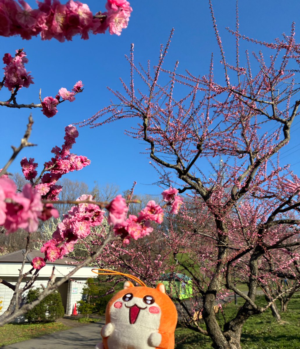 Pocoppi's tweet photo. 花も梅ソフトもいい香りでした

#クソハムちゃん
#平岡公園梅ま��り https://t.co/JRYkIxiCiO