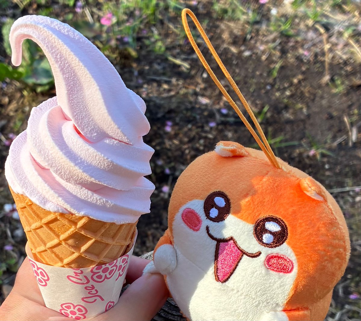 Pocoppi's tweet photo. 花も梅ソフトもいい香りでした

#クソハムちゃん
#平岡公園梅ま��り https://t.co/JRYkIxiCiO