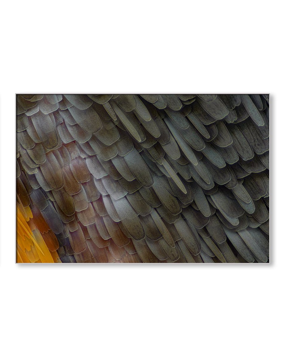 sagaOptics's tweet photo. Hummingbird hawk-moth, Macroglossum stellatarum.
Three magnified excerpts from the wings reveal a hidden world that often escapes the naked eye. What appears as a simple surface transforms into a landscape of intricate structures, delicate scales, and subtle variations in light and texture.Seen up close, the wing is no longer just a tool for flight, but a composition of patterns and micro-architectures, shaped by evolution with remarkable precision. These details, invisible in motion, become a reminder that even the most familiar creatures carry within them an abundance of unseen beauty. In breaking the whole into parts, the ordinary becomes extraordinary—an invitation to look closer, and to rediscover the richness hidden within the smallest forms of life.