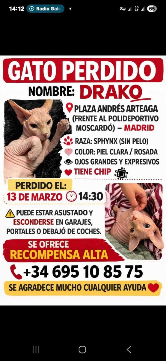 ifoundites's tweet image. 🚨 **Drako** — Perdido/a 🇪🇸
ifoundit.es/cat/42039ecb-2…

#כלב #חתול #אבוד #פרס_כספי #gato #perro #perdido #recompensa #dog #cat #lost #reward