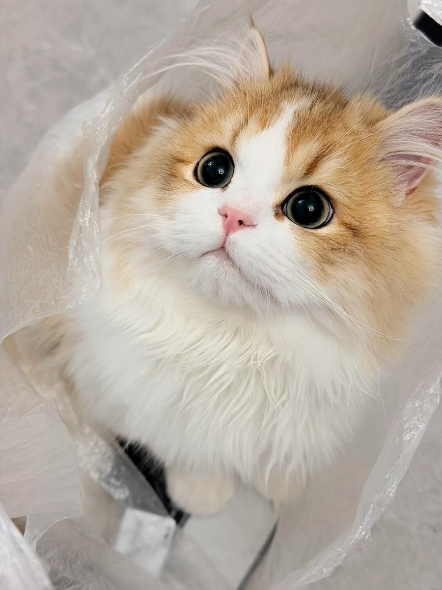 cutestscats's tweet photo. Human help I’m gift wrapped 🎁 https://t.co/u4CdnTVM74