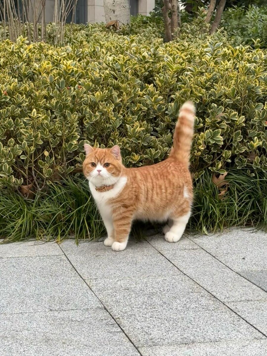 cutestscats's tweet photo. Human pay attention now 🥺 https://t.co/pMWvoWtTjl
