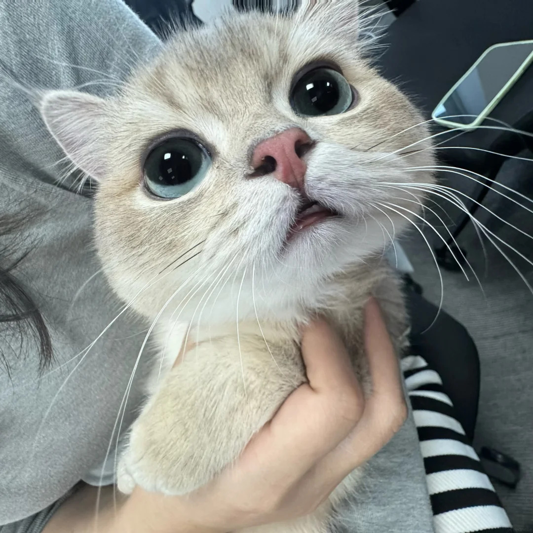 cutestscats's tweet photo. https://t.co/Sb3C5owdBI